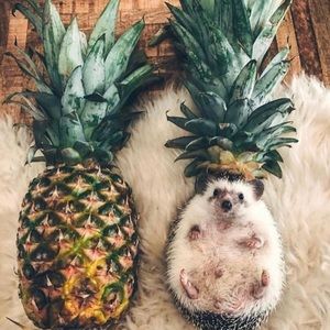 Meet your Posher, Randy